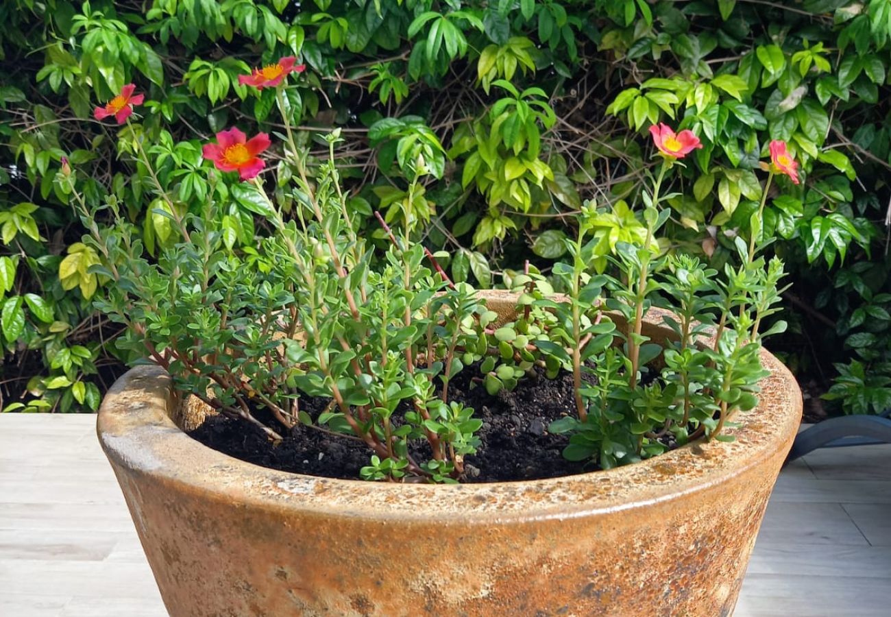 Villa à Saint-François - Villa à Saint François G051 - 3 chambres piscine