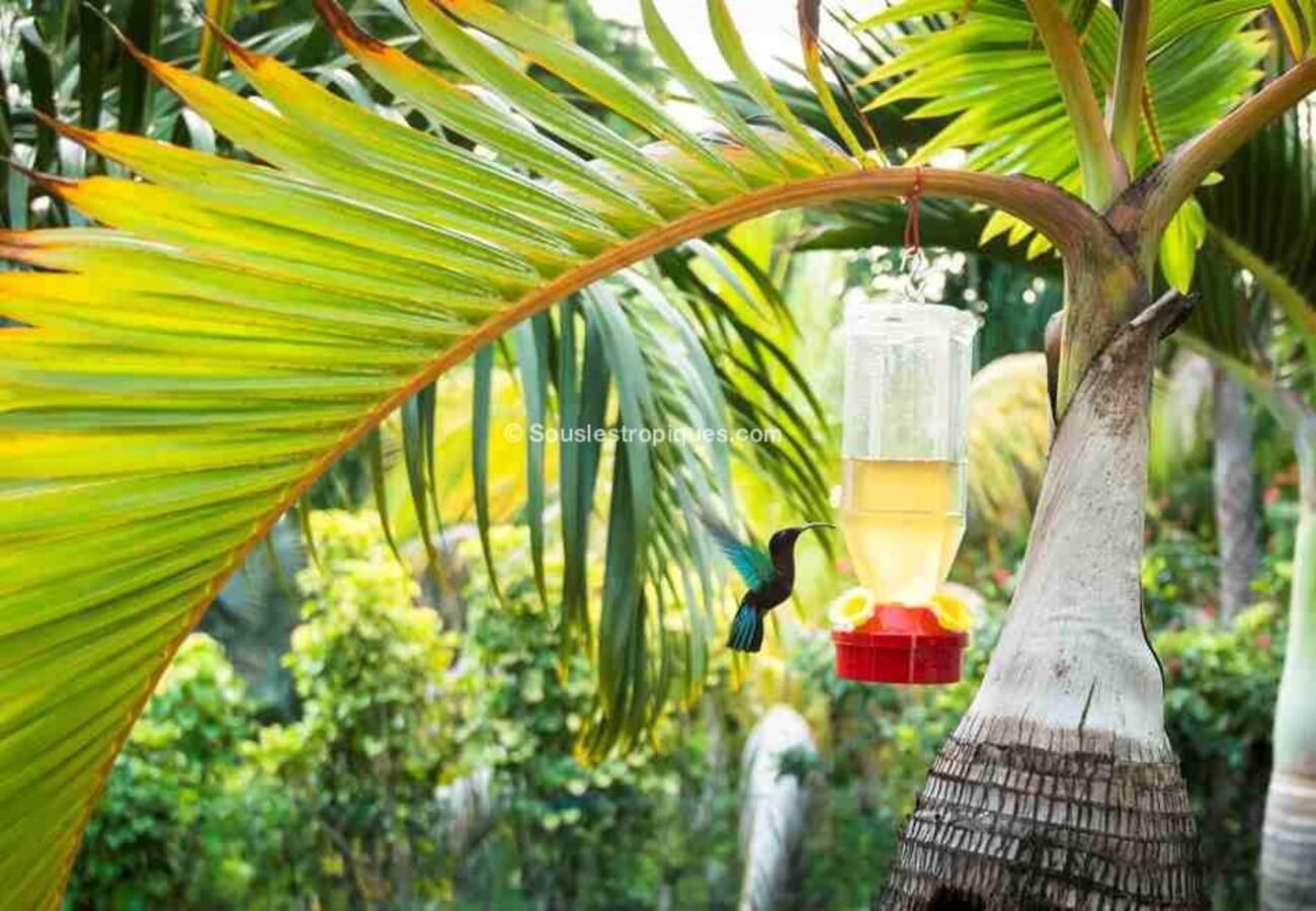Villa à Bouillante - Villa à Bouillante en Guadeloupe - Ref : G109A